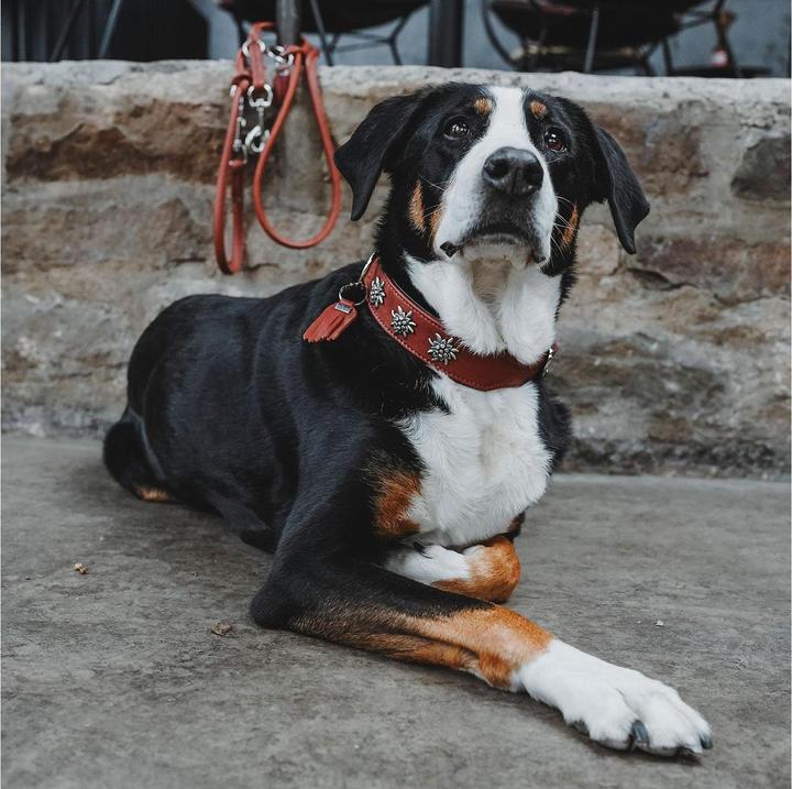 Produktbild Hunter Halsband München für Hunde 55 (Hund, Allgemein)