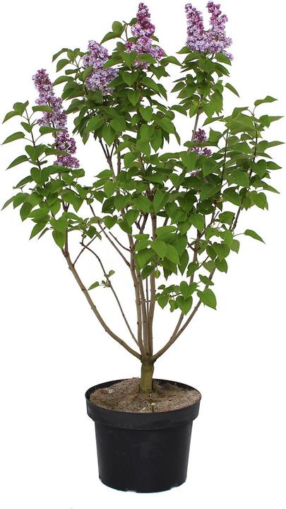 Produktbild Zulauf Gemeiner Flieder / Syringa vul. 'Michel Buchner' (100 cm)