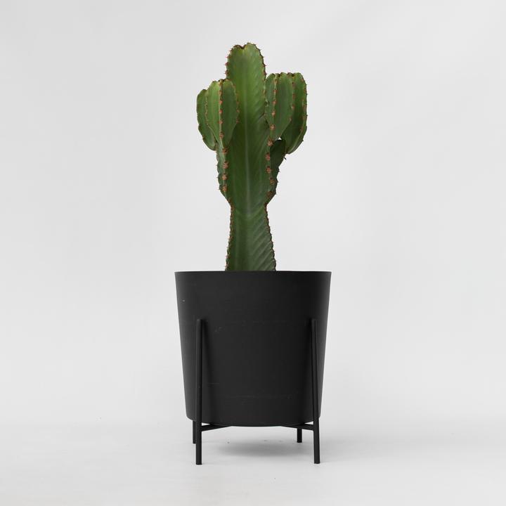 Produktbild Plant in a Box Euphorbia Ingens - Cowboy-Kaktus (85 cm)