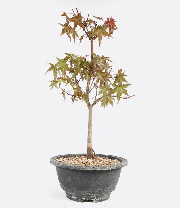 Produktbild Bonsai.ch Acer deshojo Rotgrüner Fächerahorn  cm (35 cm, Tierfreundlich)