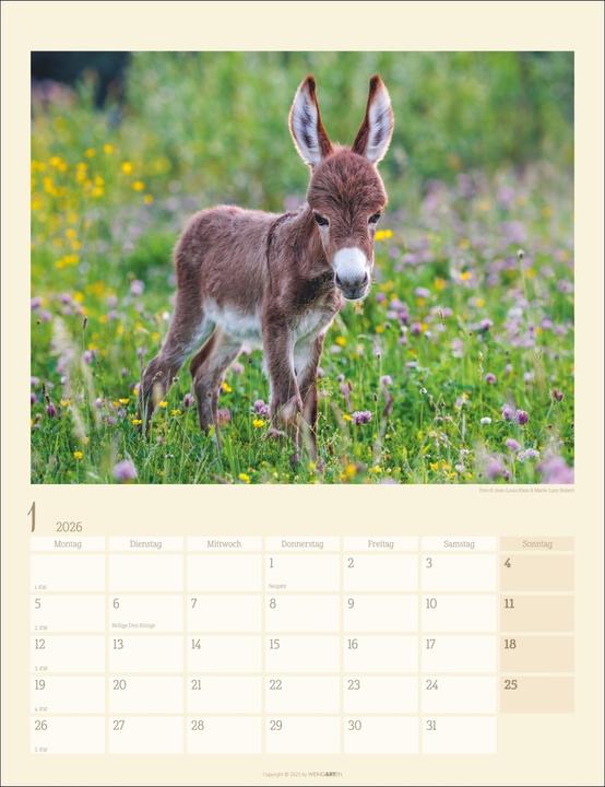 Produktbild Esel Kalender 2026 (30 x 39 cm, Deutsch)