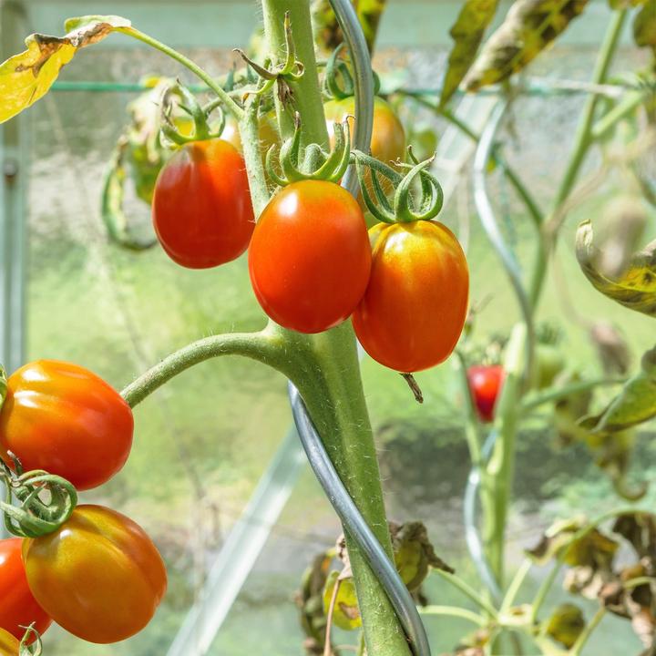 Produktbild Karat Tomatenspiralstäbe (0.60 cm, 0.60 cm)