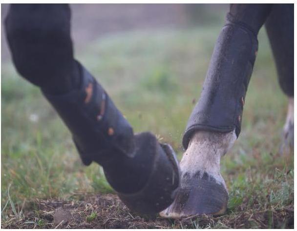 Produktbild Kentucky Horsewear Geländegamaschen Eventing Boots Air Tech hinten