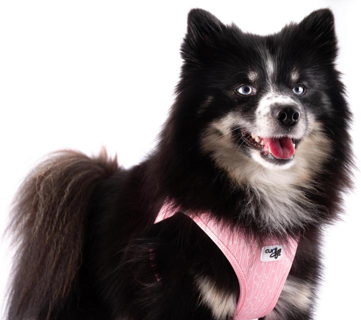 Actual product image Curli Harness Vest Air-Mesh L SE24, fondant pink (L, Dog, General)