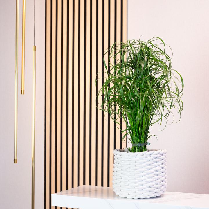 Immagine prodotto Flowerbox Erba di Cipro - Cyperus alternifolius (60 cm)
