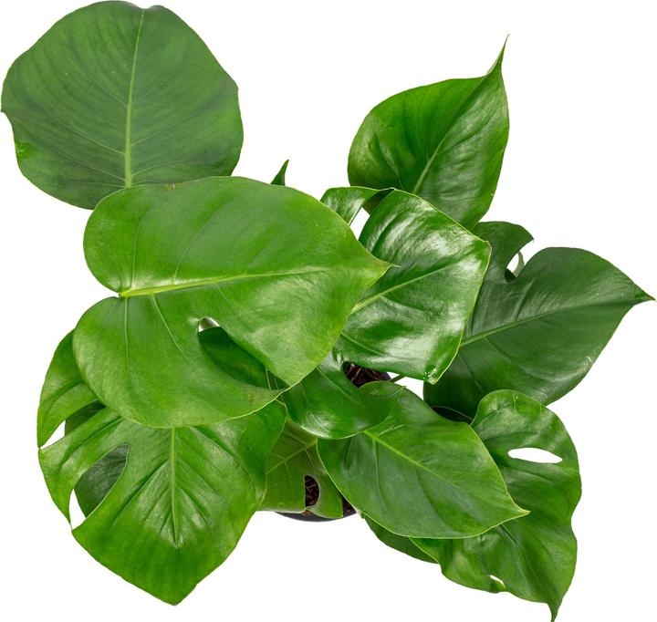Produktbild Flowerbox Fensterblatt - Monstera Deliciosa (75 cm)