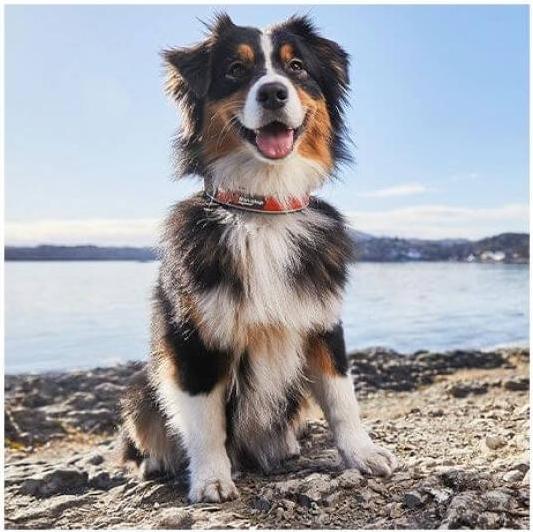 Produktbild Non-Stop Dogwear Cruise Collar Orange XXS (XXS, Hund, Spazieren)