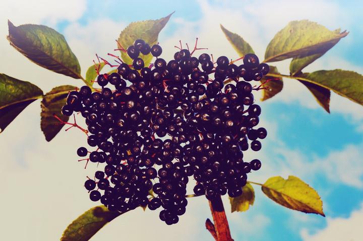 Actual product image Zimmerli Adaptogene Aronia Capsules (BIO) 50 Capsules (1 Piece, Capsules, 25 g)