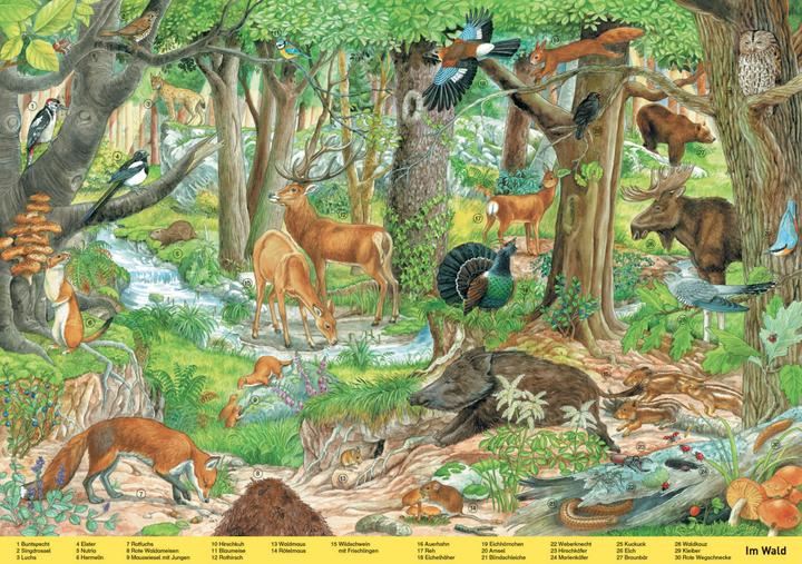 Produktbild Mein grosses Wimmelbuch Tiere. Liebevoll illustriert von Anne Suess (Deutsch, Schwager & Steinlein, 2022)