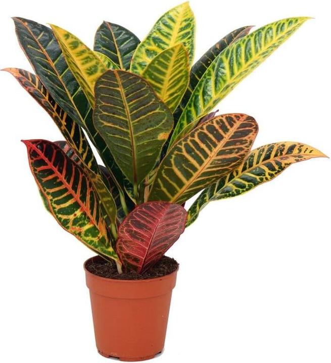 Produktbild Plantlovers Codiaeum Croton Petra (Wunderstrauch) (55 cm, Frisch umgetopft)