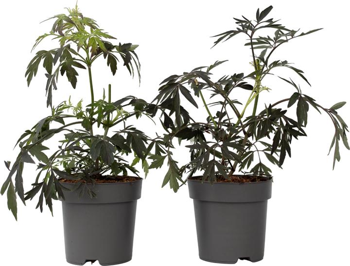 Actual product image Plant in a Box Sambucus nigra 'Black Lace' - set of 2 elderberries (25 cm)