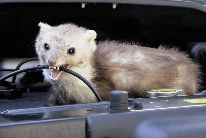 Actual product image Kemo Marten repellent