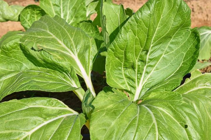 Image du produit Living Seeds Verdure Asiatique Pak-Choi (Graines de légumes)