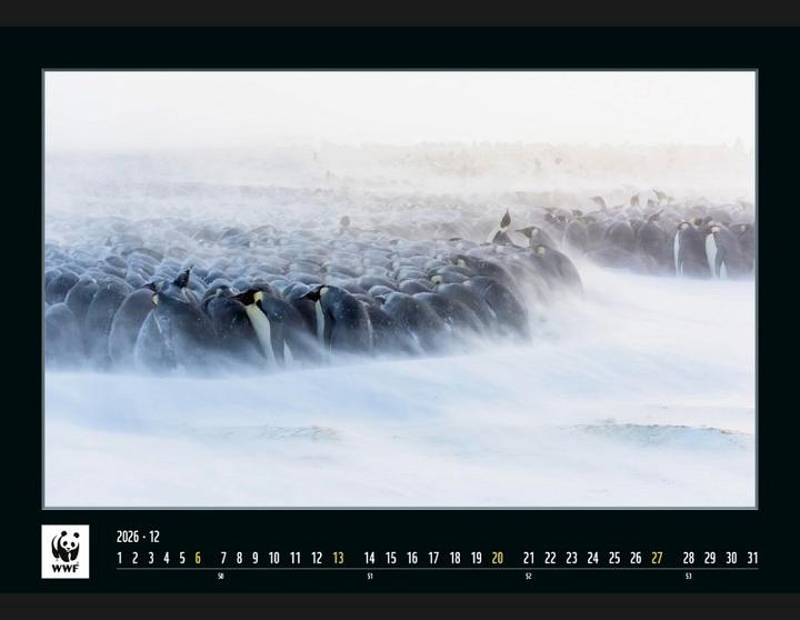 Produktbild WWF 2026 (Französisch, Englisch, Deutsch, Italienisch)