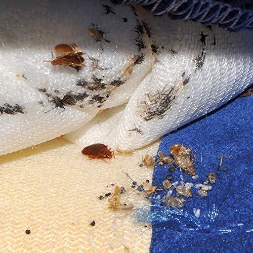 Actual product image Polti Cimex Eradicator (4 bar, 2250 W)