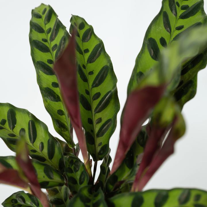 Produktbild Plant in a Box Calathea lancifolia - 2er Set Korbmarante (30 cm)