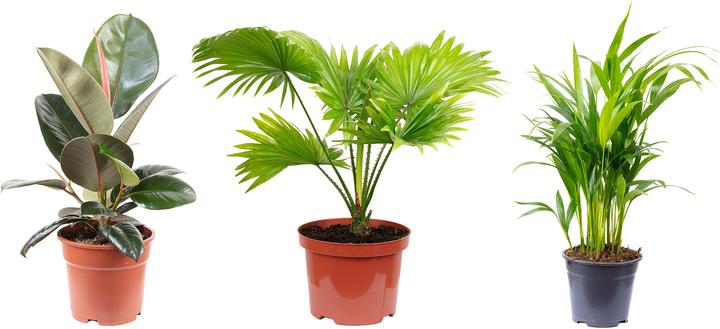 Produktbild Flowerbox 3er-Set Goldfruchtpalme, Livistonia, Gummibaum