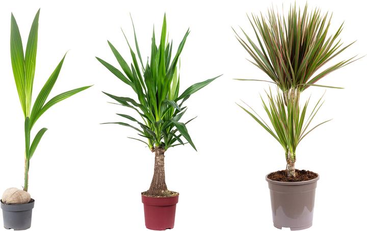 Image du produit Flowerbox Set de 3 cocotiers, dragonniers, yuccas