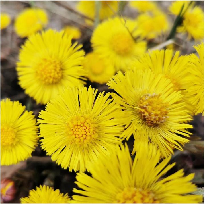 Actual product image Rausch Anti-dandruff conditioner with coltsfoot (150 ml)