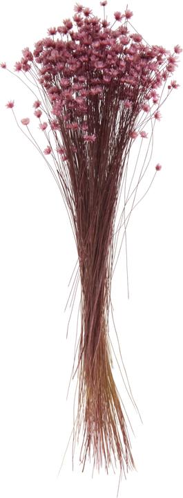 Produktbild VBS Glixia Rosa, L ca. 25 cm