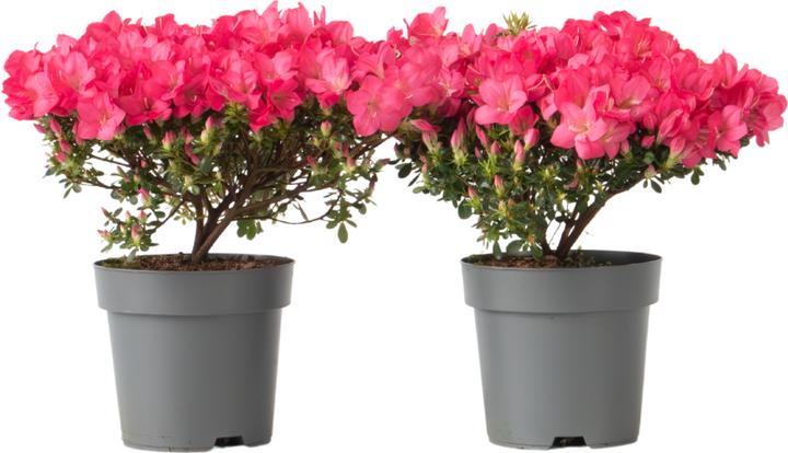 Produktbild Plant in a Box Rhododendron azalea 'Anouk' - 2er Set Azalee (25 cm)