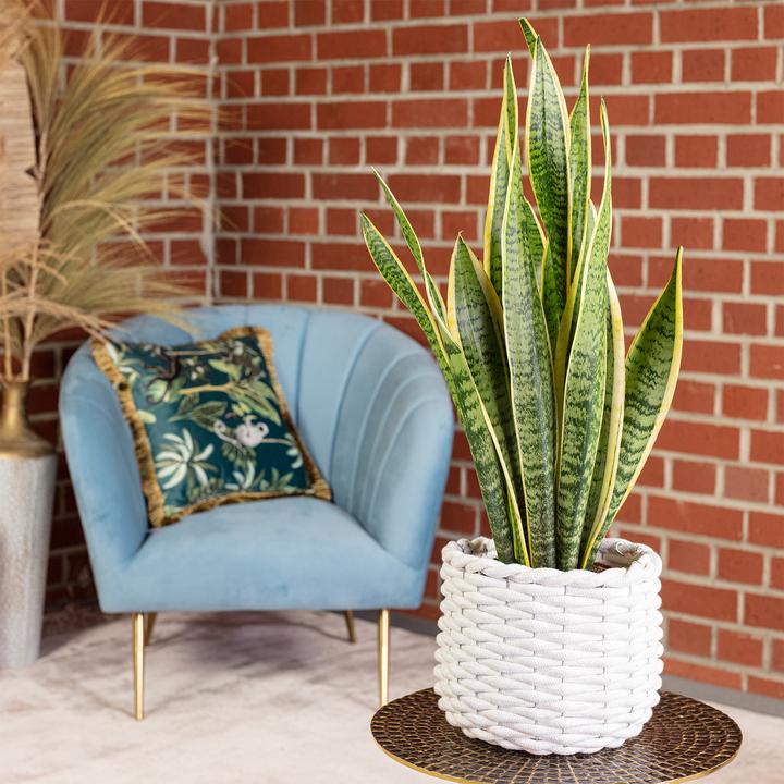 Immagine prodotto Flowerbox Canapa a fiocco - Sansevieria trifasciata Laurentii (65 cm)