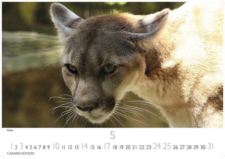 Produktbild Big Cats 2026 S 24x35cm (24 x 35 cm, Deutsch)