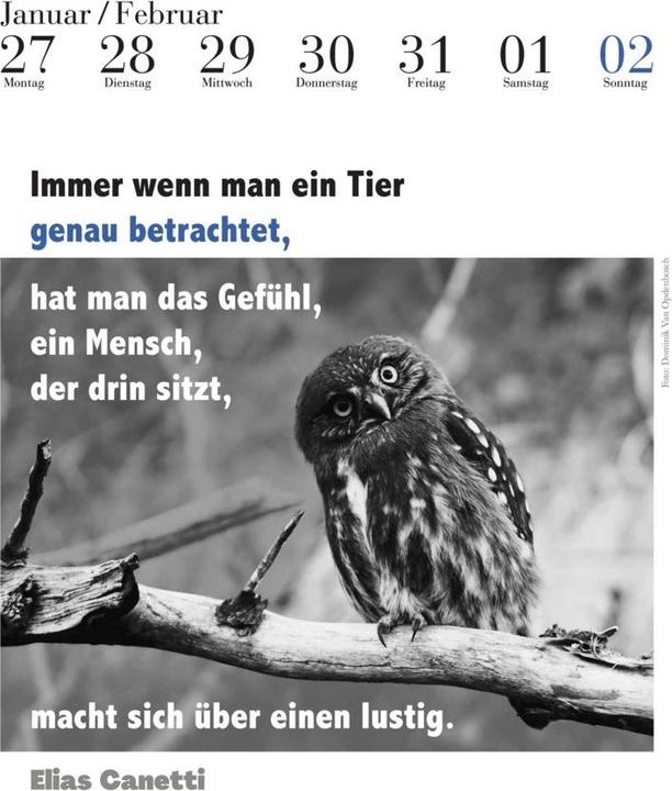 Actual product image The literary owl calendar 2025 (24 x 32 cm, Hardcover, German)