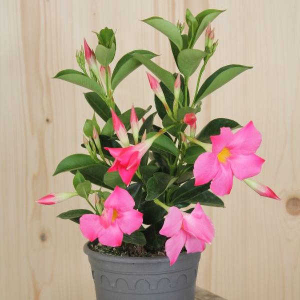Image du produit Säntispracht Set de 3 fleurs en entonnoir - Dipladenia Bella Pink (150 cm)