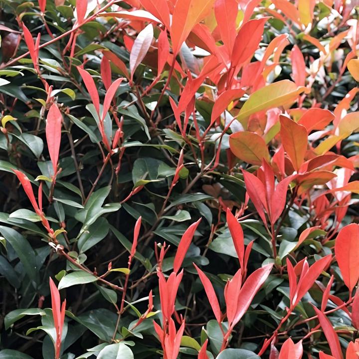 Produktbild Plant in a Box Photinia fraseri Red Robin - 2er Set Glanzmispel Pflanze (30 cm)