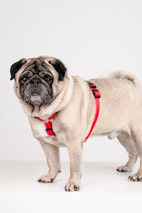 Produktbild Chaba CH SZELKI GUARD M (P)25-40 (T)35-55X2CM CZERWONE 5067 (M, Hund, Allgemein, Spazieren)
