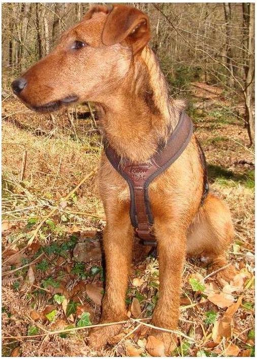 Produktbild Niggeloh Hundeführgeschirr Follow Light (XXS, Hund, Allgemein)