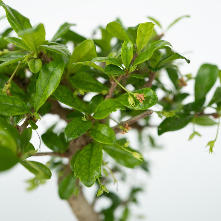 Produktbild Plant in a Box Bonsai Ligustrum, Carmona, Ficus Retusa, Syzygium, Sageretia - Bonsai Wassersystem Steine (25 cm)