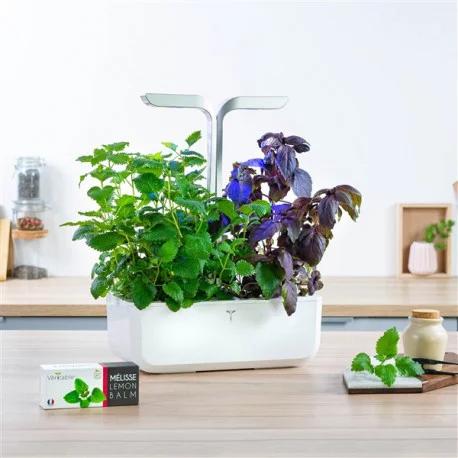 Image du produit Véritable Menthe bio (Graines d'herbes aromatiques)