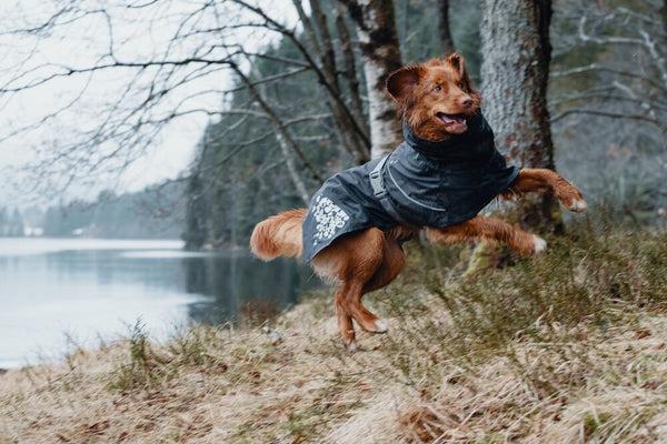 Image du produit Hurtta Monsoon Coat bilberry (40, Manteau pour chien)