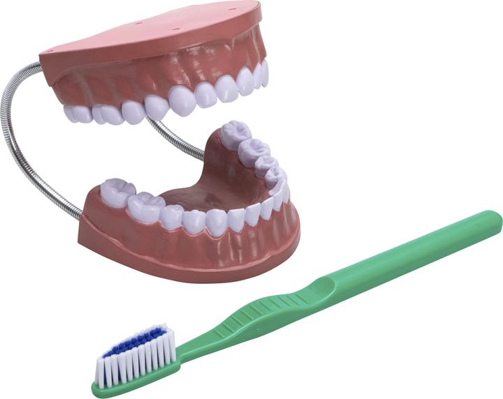Image du produit Betzold Modèle de brossage des dents