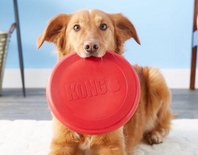 Actual product image KONG flyers (Litter toy dog)