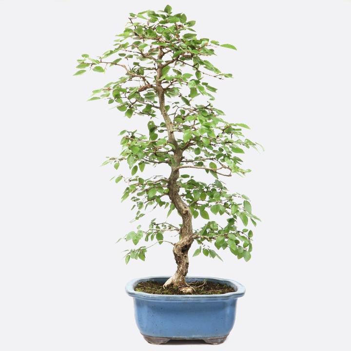 Bonsai.ch Carpinus coreana Koreanische Hainbuche