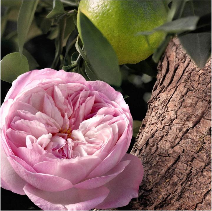 Actual product image Chloé Rose Natural Intense Eau de Parfum Refillable (Eau de parfum, 100 ml)