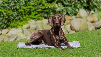 Actual product image Trixie Soft (Dog)