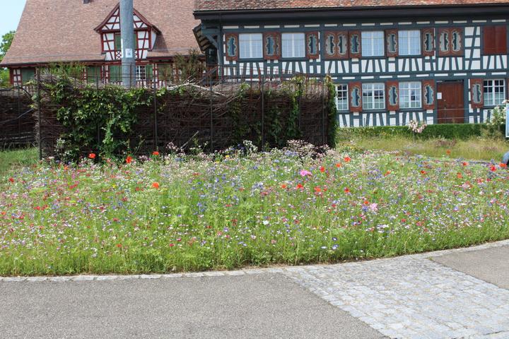 Produktbild Ökohum Bodensee Blütentraum Augenweide (Blumensamen)