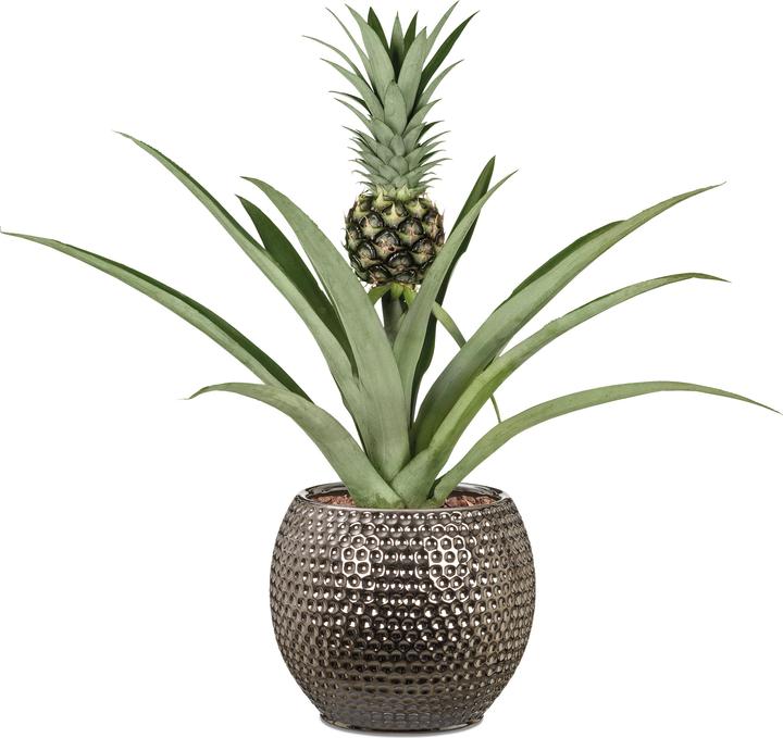 Produktbild Scheurich Blumentopf Silber dunkel Ø 15 cm (15 cm)