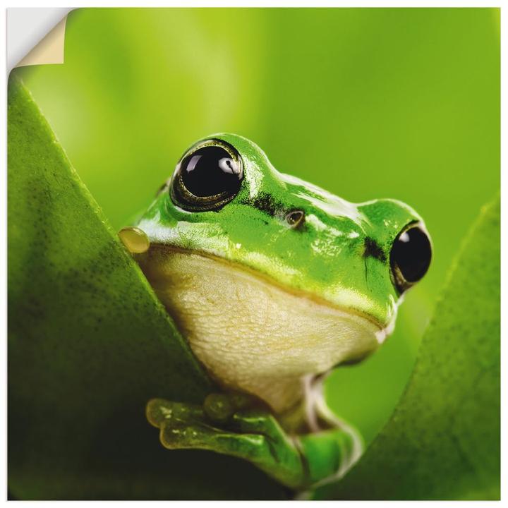 Image du produit Artland Toile sur châssis Grenouille espionne T5VH 50x50 cm (50x50 cm)