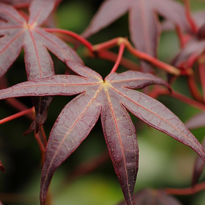 Actual product image Plant in a Box Acer palmatum 'Starfish' - Maple tree (60 cm)