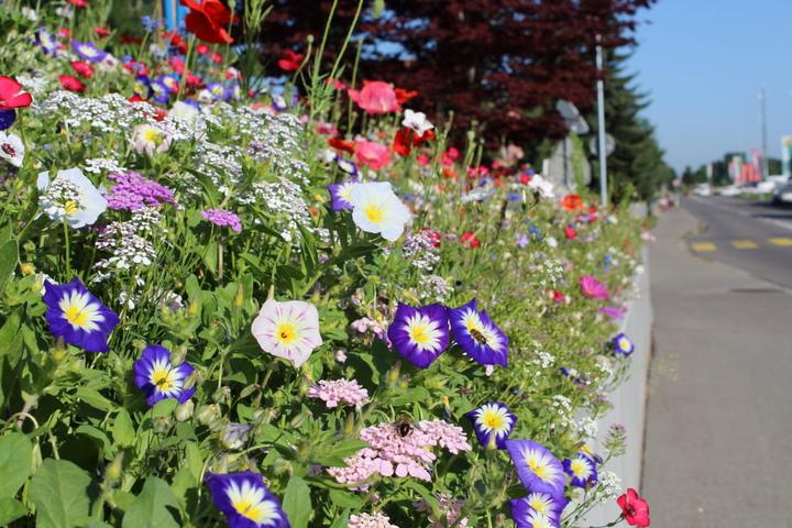 Produktbild Ökohum Bodensee Blütentraum Augenweide (Blumensamen)