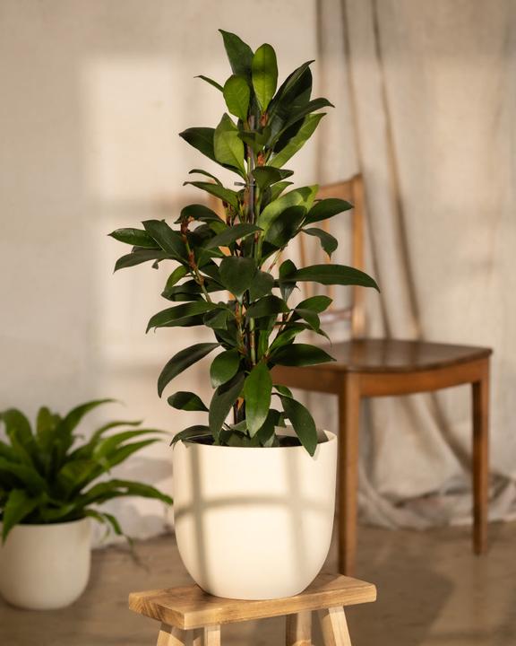 Produktbild feey Afrikanischer Feigenbaum (75 cm, Frisch umgetopft)