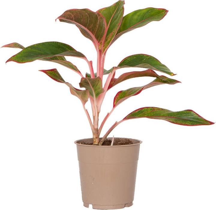 Image du produit VEG and the City Balane (filament d'épi - Aglaonema delight star) (35 cm)