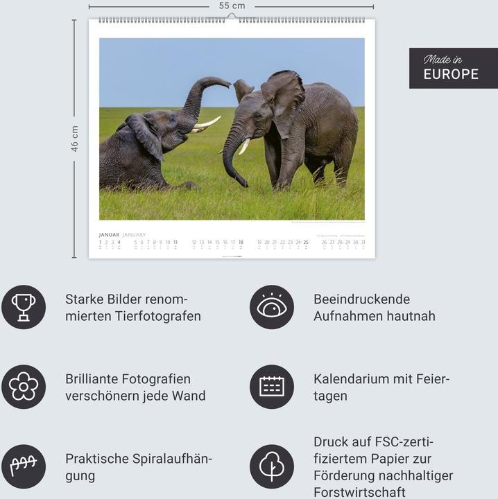 Actual product image Elefanten Kalender 2026 (55 x 46 cm, German)