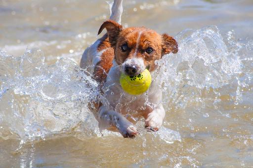 Productafbeelding Karlie Tennisballen (Bal speelgoed hond)