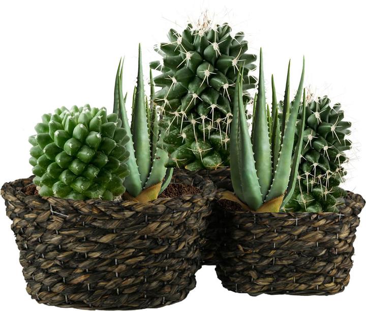 Actual product image Natura Punto Set of 3 Natural Grass Wicker Plant Pots, 3 Sizes, Dark Brown (24 cm)